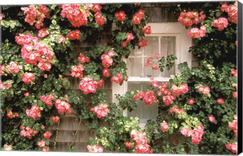 Framed Roses and home, Nantucket Island Print