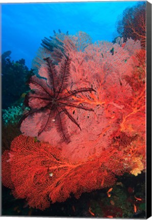 Framed Pristine Gorgonian Sea Fans marine life, Fiji Print