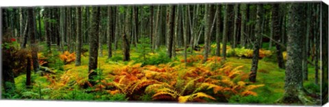 Framed Cinnamon Ferns and Red Spruce Trees in Autumn, Acadia National Park, Maine Print