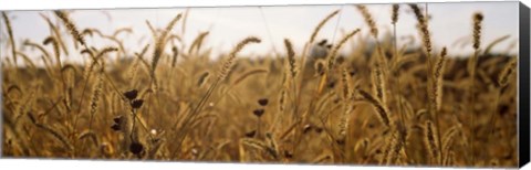 Framed Prairie Grass in a Field Print