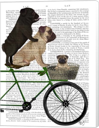 Framed Pugs on Bicycle Print