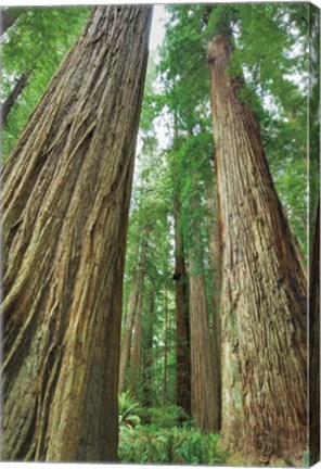 Framed Redwoods Forest II Print