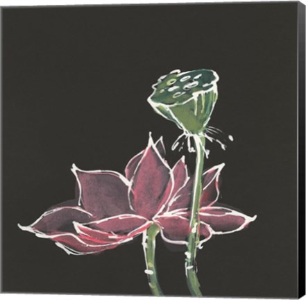 Framed Lotus on Black III Print