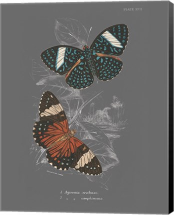 Framed Lepidoptera I Print