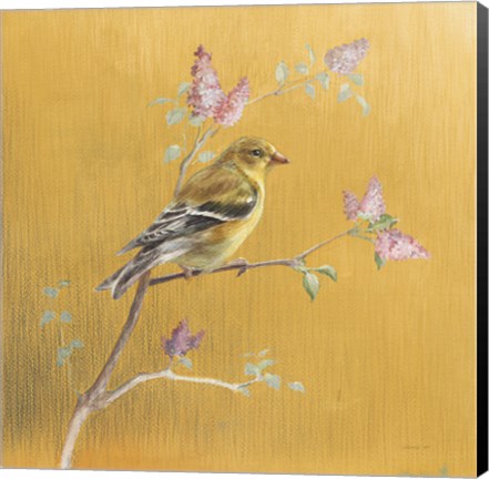 Framed Female Goldfinch on Gold Print