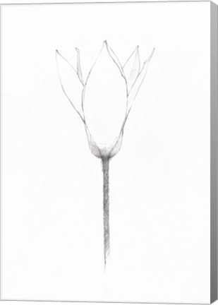 Framed Pencil Floral X Print