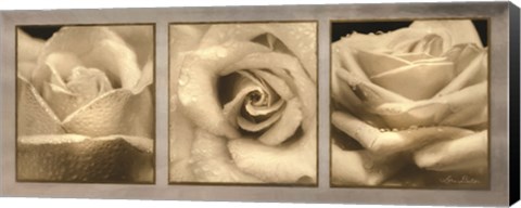 Framed Rose Trio Print