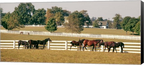 Framed 1990S Group Of Horses Beside White Pasture Fence Print