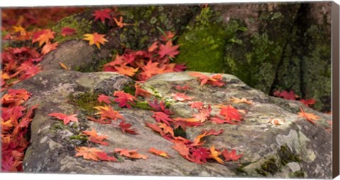 Framed Fallen Autumnal Leaves on Rock Print