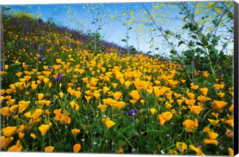 Framed California Poppies and Canterbury Bells in a Field, Diamond Valley Lake, California Print