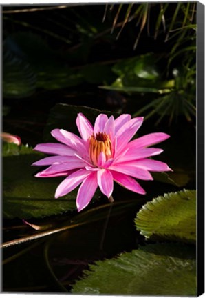 Framed Close-up of Water Lily Flower in a Pond, Tahiti, French Polynesia Print
