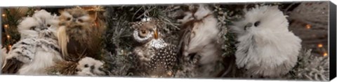 Framed Close-up of Assorted Owls Print