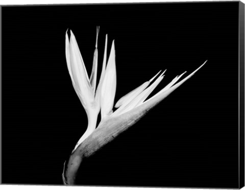 Framed Still-life  of a Bird of Paradise Flower (BW) Print