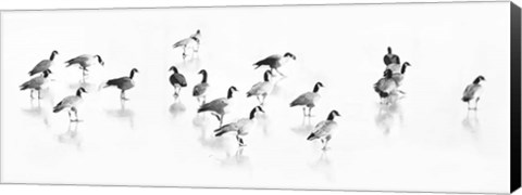 Framed Flock of Canada Geese Print