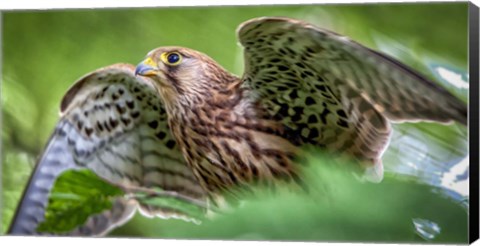 Framed Predator Bird Spreading it's Wings Print