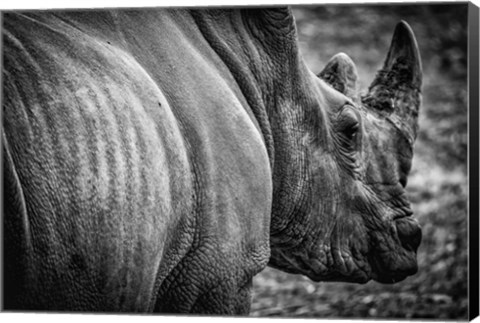 Framed Rhino II - Black &amp; White Print