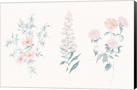 Framed Flowers on White IX Contemporary Print