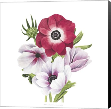 Framed Anemone Blooms I Print