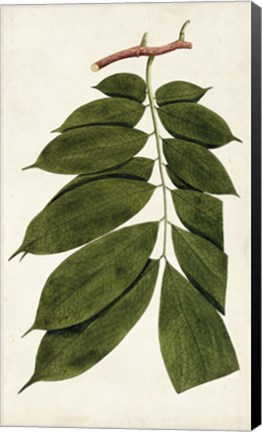 Framed Leaf Varieties III Print