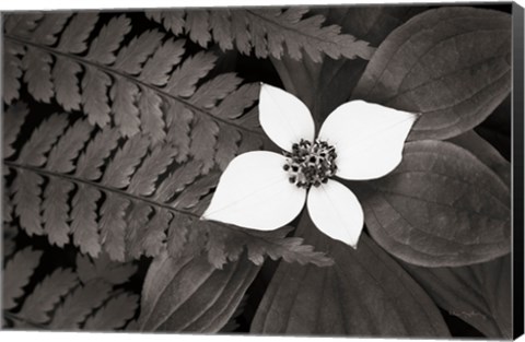 Framed Bunchberry and Ferns II BW Print