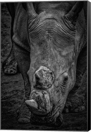 Framed Male Rhino 2 Black &amp; White Print