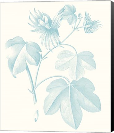 Framed Botanical Study in Spa IV Print