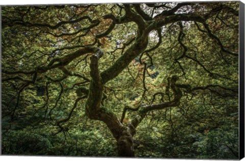Framed Maple Tree Print