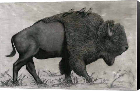 Framed Basking Buffalo Print