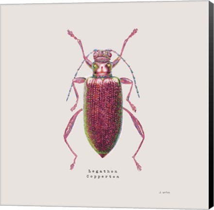 Framed Adorning Coleoptera VI Sq Claret Print