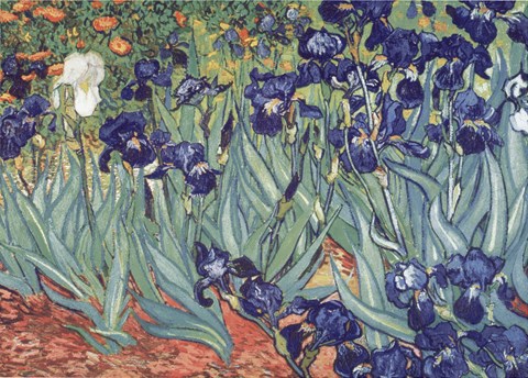 Framed Irises, Saint-Remy, c.1889 Print