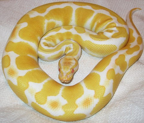 Framed Albino Ball Python Print