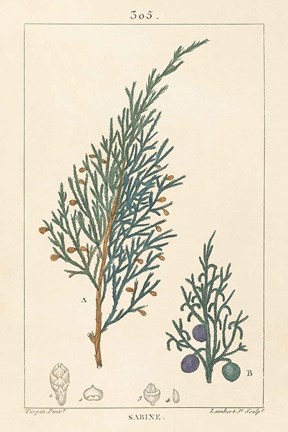 Framed Sabine Drawing Print