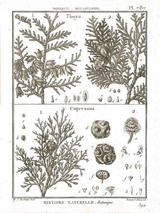 Framed Histoire Naturelle Botanique II Light Print