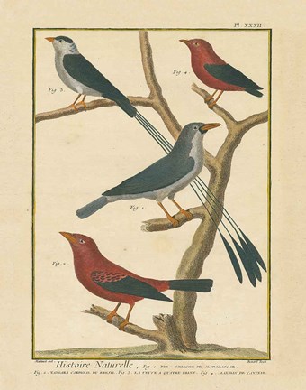 Framed Bird Drawing III Print