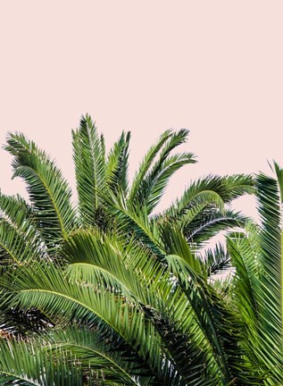 Framed Tropical Leaves on Blush II Print