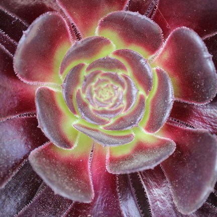 Framed Bright Succulent Square Print