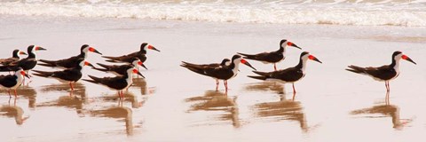 Framed Black Skimmers I Print