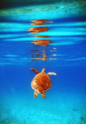 Framed View from Below II Print