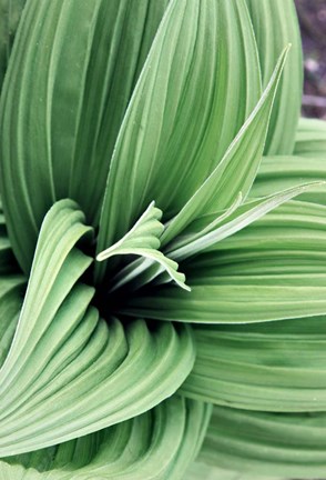 Framed Green Leaf Blooms II Print