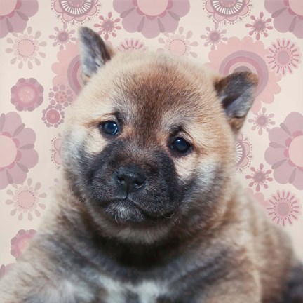 Framed Shiba Inu Portrait Print