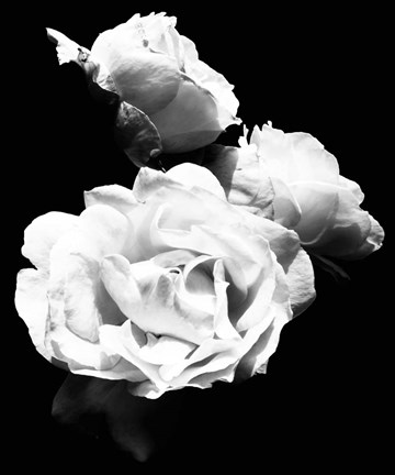 Framed Dramatic Love Blooms  I Print