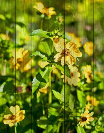 Framed Daisies on Wood Print