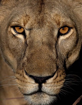 Framed Golden Eyes Print