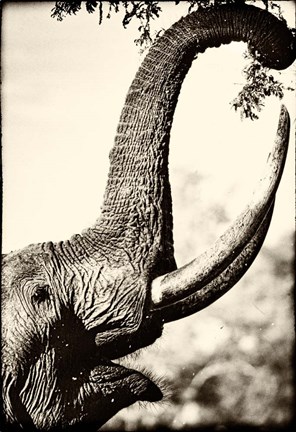 Framed Reaching High Print