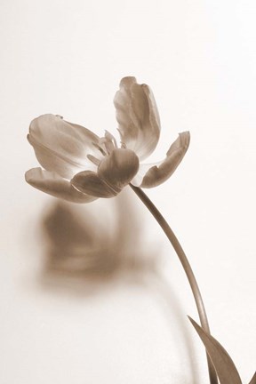 Framed Delicate Floral I Print