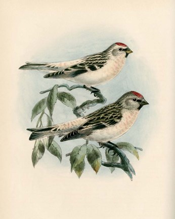 Framed Bird Study I Print