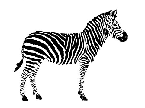 Framed Zebra Print