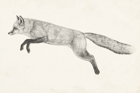 Framed Flying Fox II Print