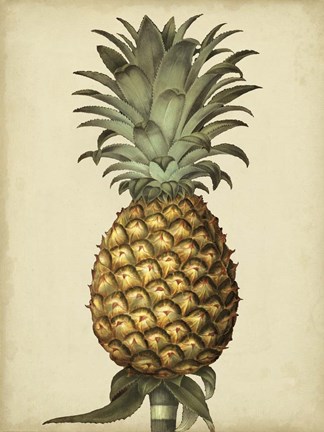 Framed Brookshaw Antique Pineapple I Print