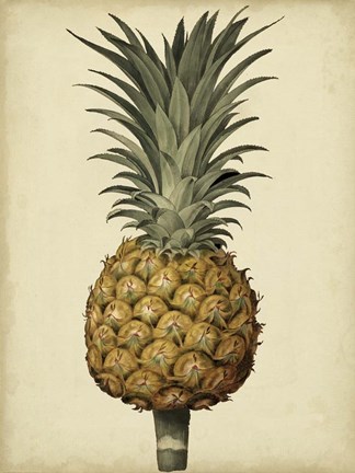 Framed Brookshaw Antique Pineapple II Print